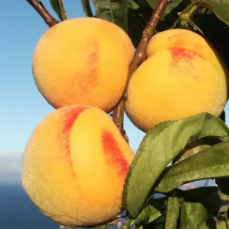 Casa Caracolas * Mazo